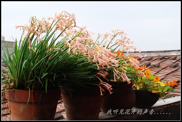 我聽見花開的聲音（記錄2013年）