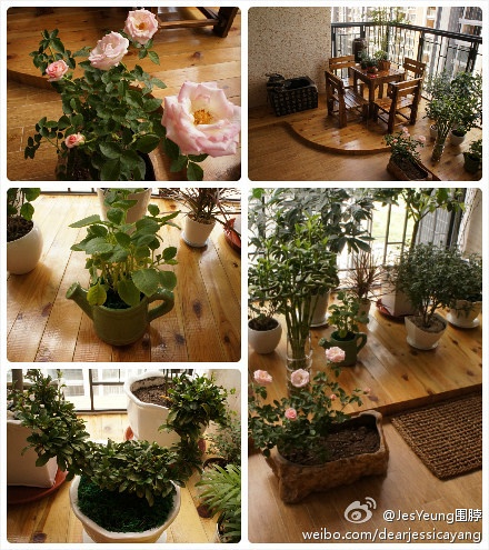 showshow偶的小陽臺，新種的粉色玫瑰