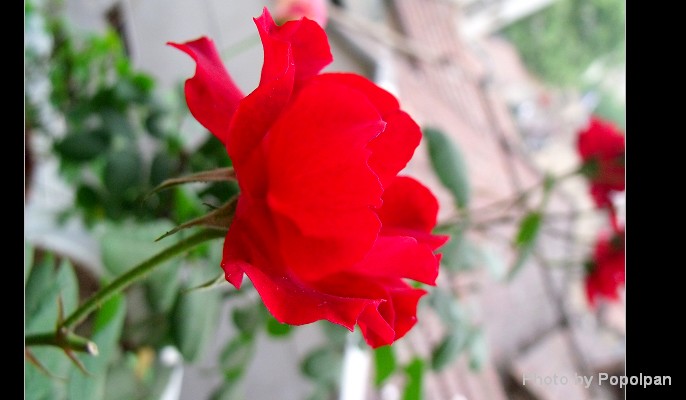 繼續(xù)月季，紅得發(fā)紫的月季！