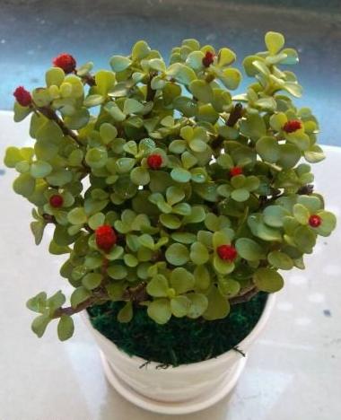 有人知道金枝玉葉開(kāi)花嗎