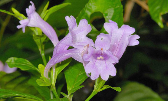 板藍根：隱居藥房里的染色匠