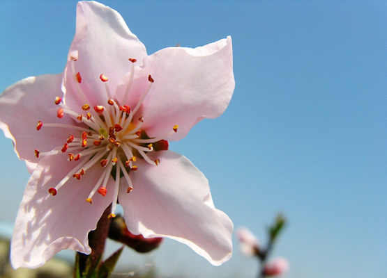 中國文化里的情人花