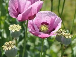 罌粟殼火鍋會讓人上癮嗎？