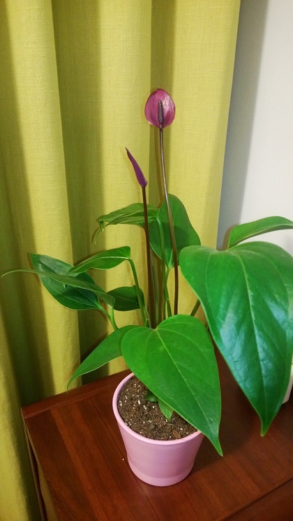 原來(lái)不喜歡紅掌，但是看到紫掌就撐不住啦