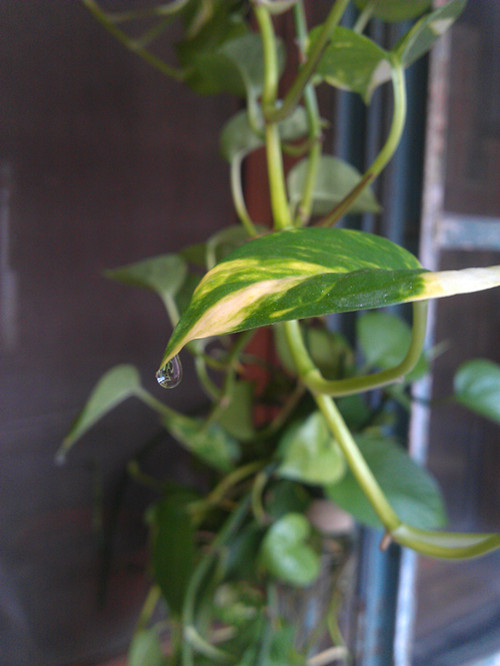 原來(lái)吊蘭還會(huì)在葉片邊緣吐水