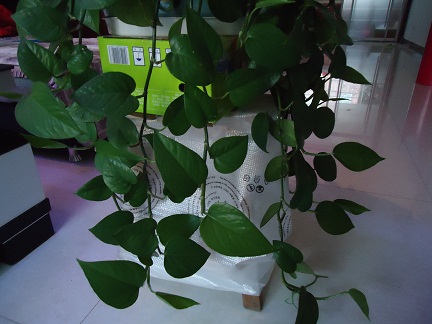 我家綠蘿快要長(zhǎng)到地面上了