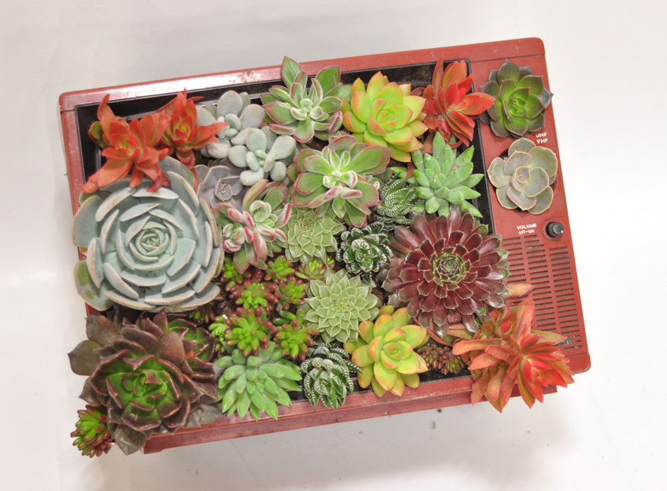 多肉植物大拼盤(pán)
