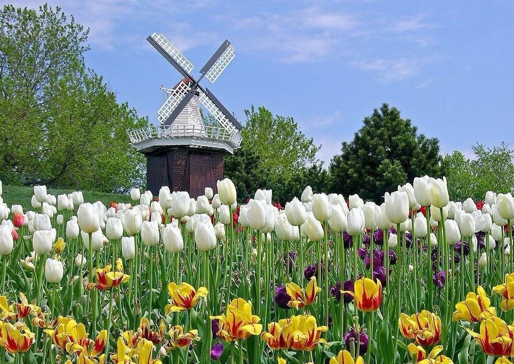 庫(kù)肯霍夫郁金香公園