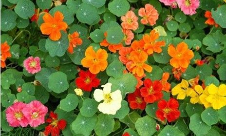 怎樣讓旱金蓮常年開(kāi)花？