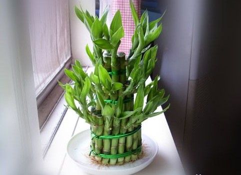 怎樣栽培富貴竹？