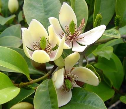 怎么養(yǎng)含笑花？