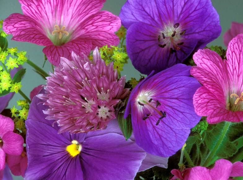 花卉有哪些分類方法？