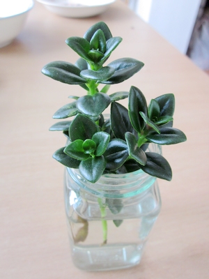 你們知道金魚(yú)吊蘭能水培嗎？