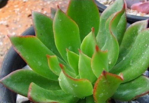 水分條件對(duì)多肉植物養(yǎng)殖的影響