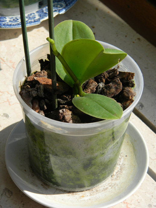 我養(yǎng)蘭花的腳印，蘭花成長日記（二）