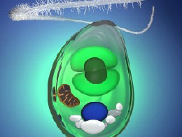 地球上-“第一棵”植物的來(lái)歷